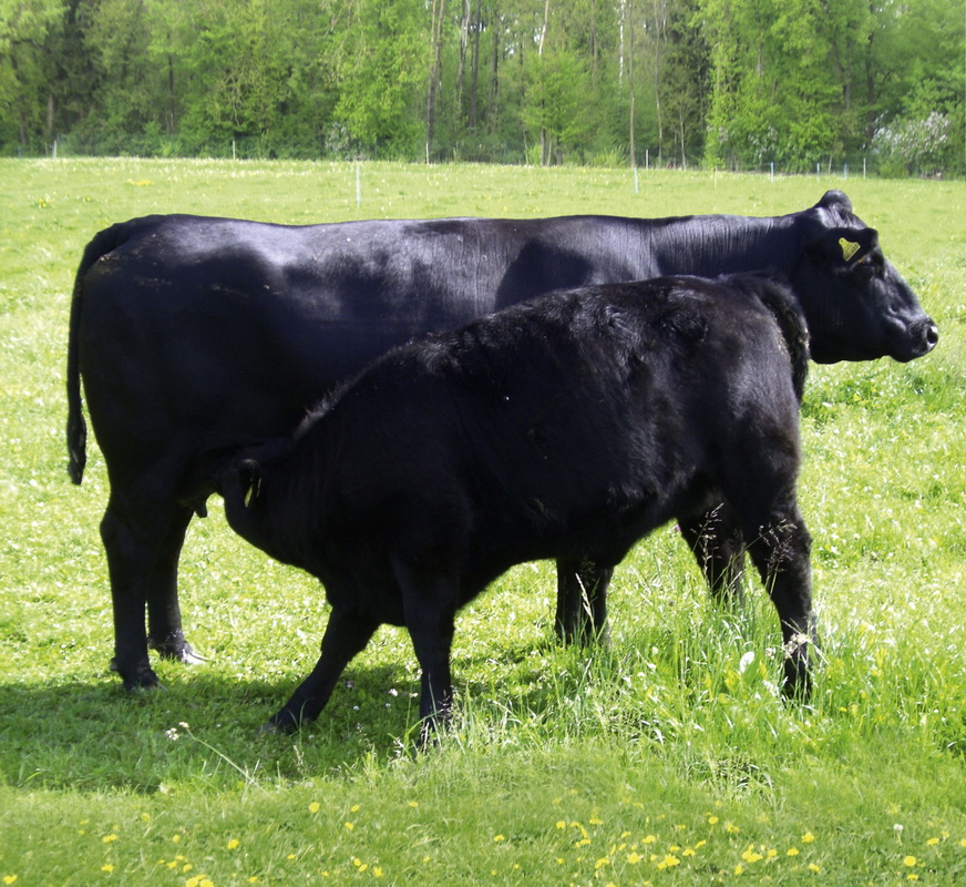 Cattle | ANGUS Group
