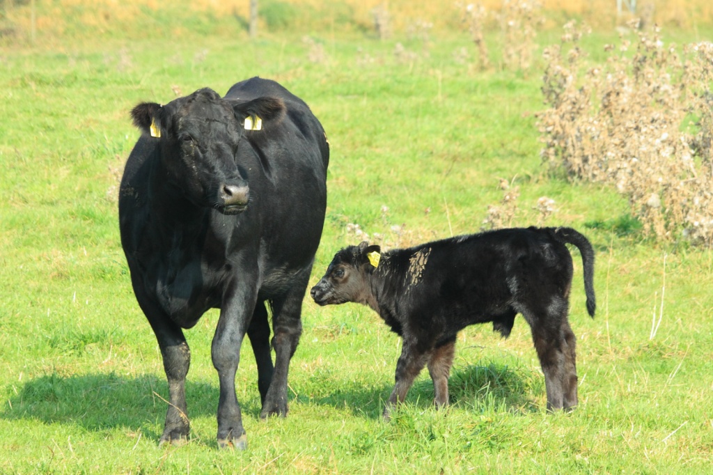 Angus calves will be stripped off only after 10-11 months.