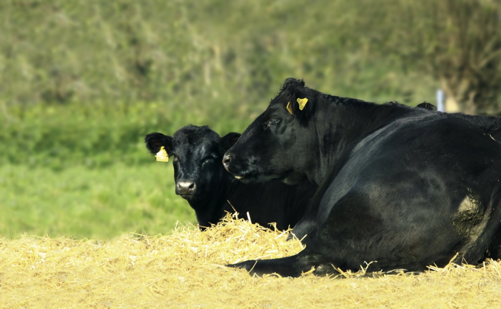 The robust Angus cattle are very suitable for pasture mast.