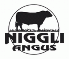 Niggli Angus