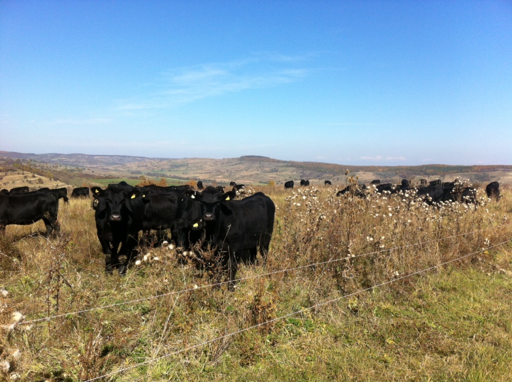 Exportable Angus cattle